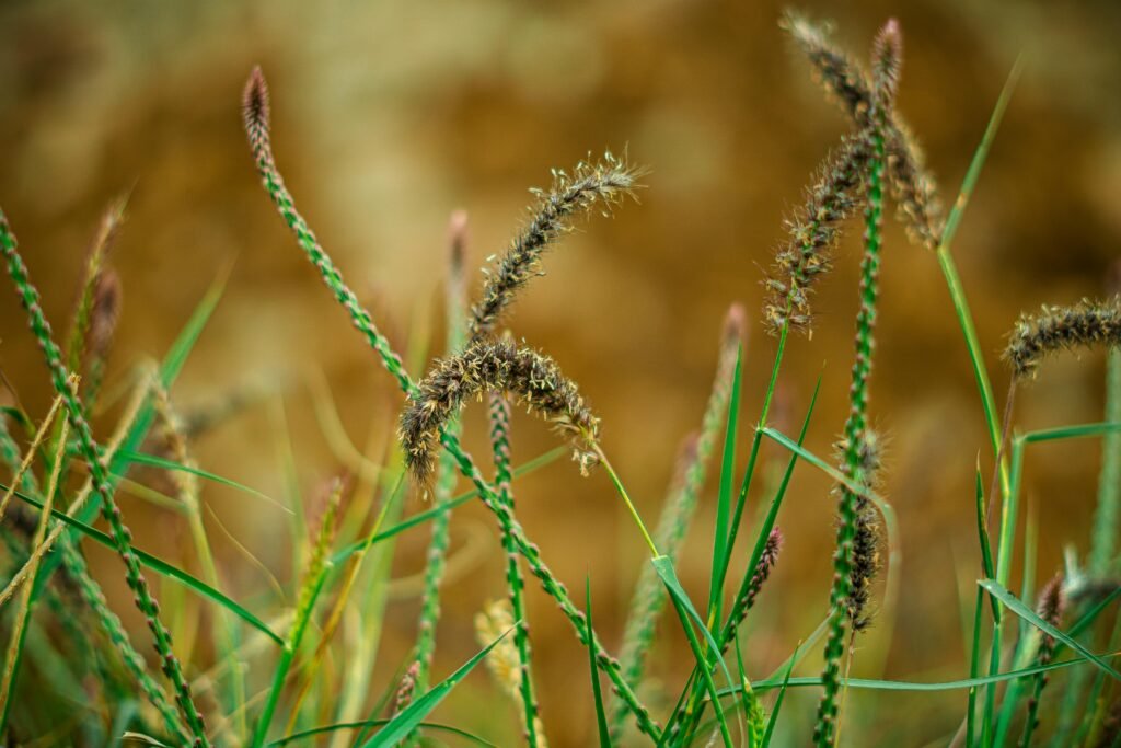 Detailed shot of wild grass blades and seed heads in a sunlit field.